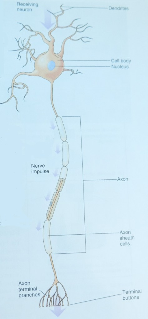 Cấu tạo nơ-ron thần kinh