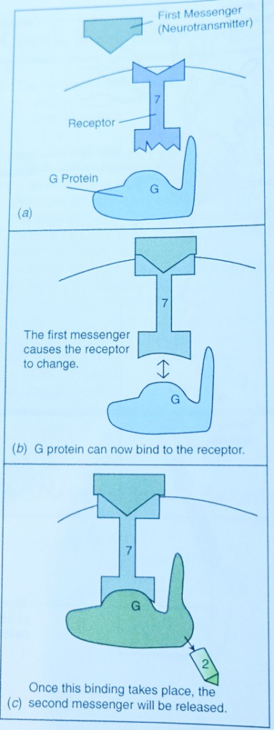 Quá trình mà một thông điệp thứ hai (second messenger) được giải phóng