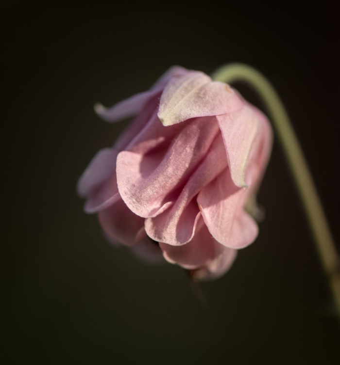 Miss Columbine by Hasira